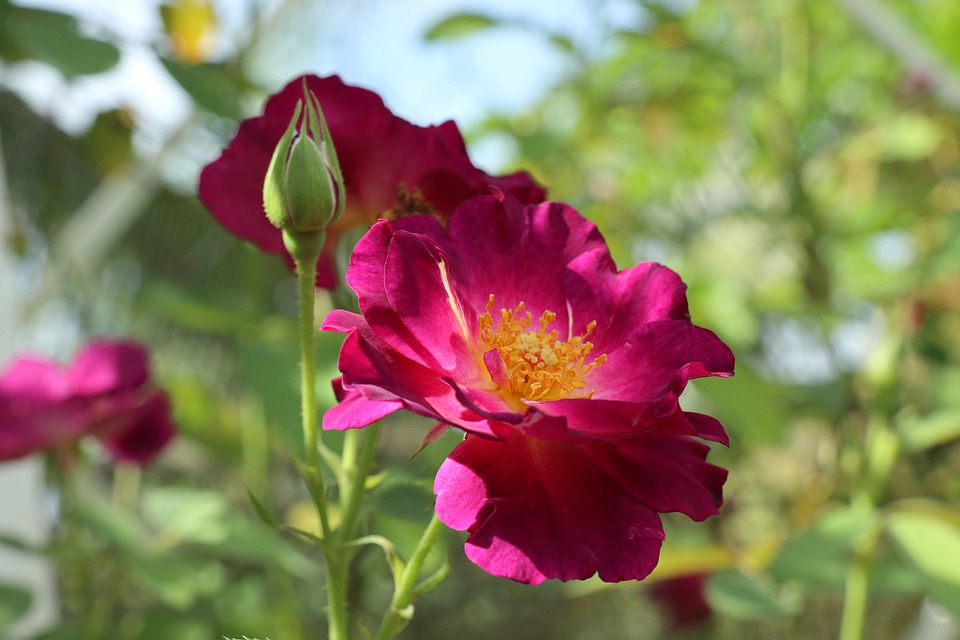 Propriétés et indications rose rouge