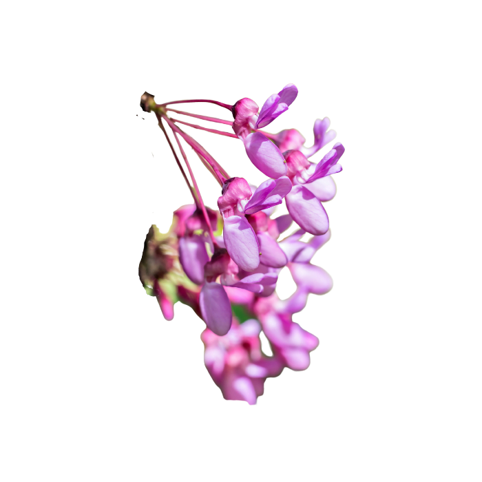 arbre-de-judee