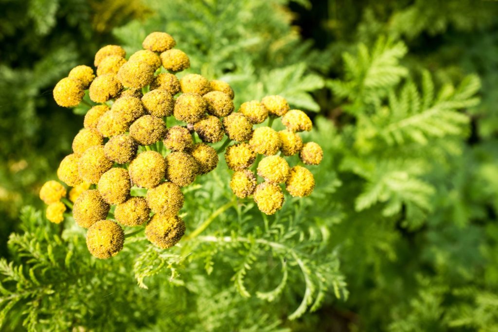 armoise-commune-utilisations