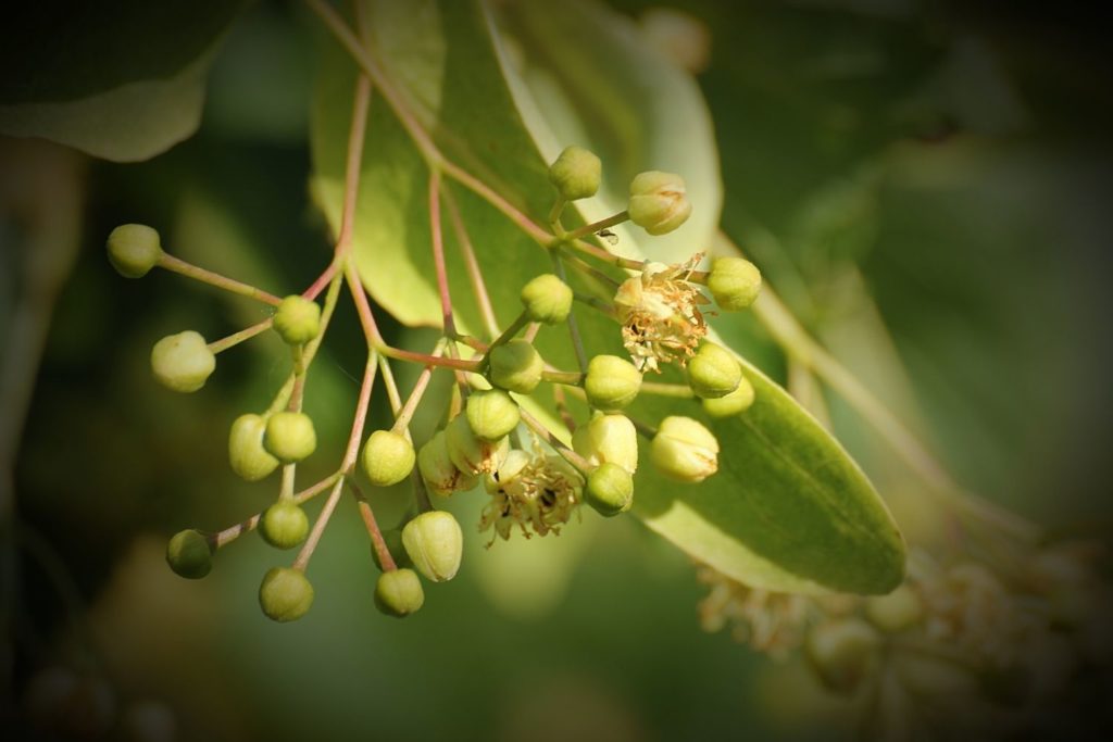 aubier-de-tilleul-proprietes