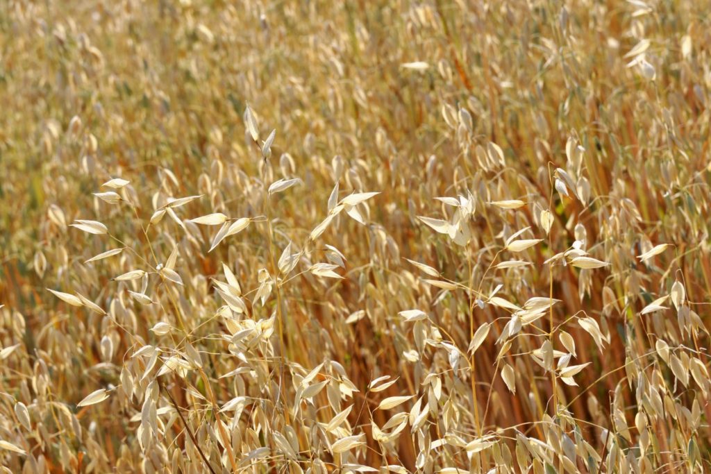 avena-sativa-phytotherapie