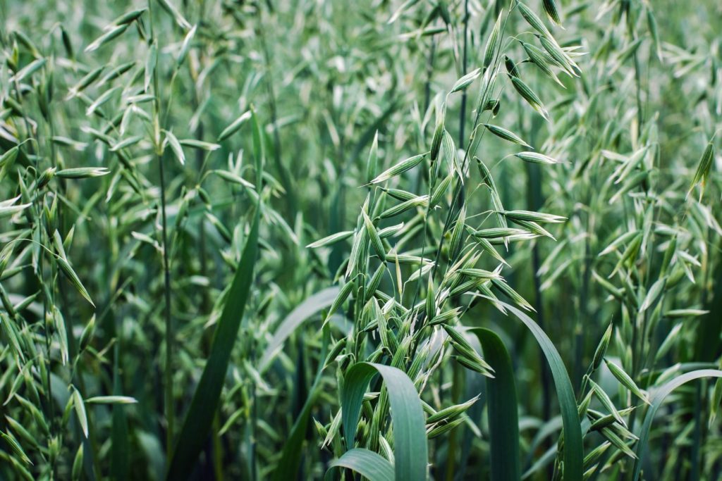 avena-sativa-utilisations