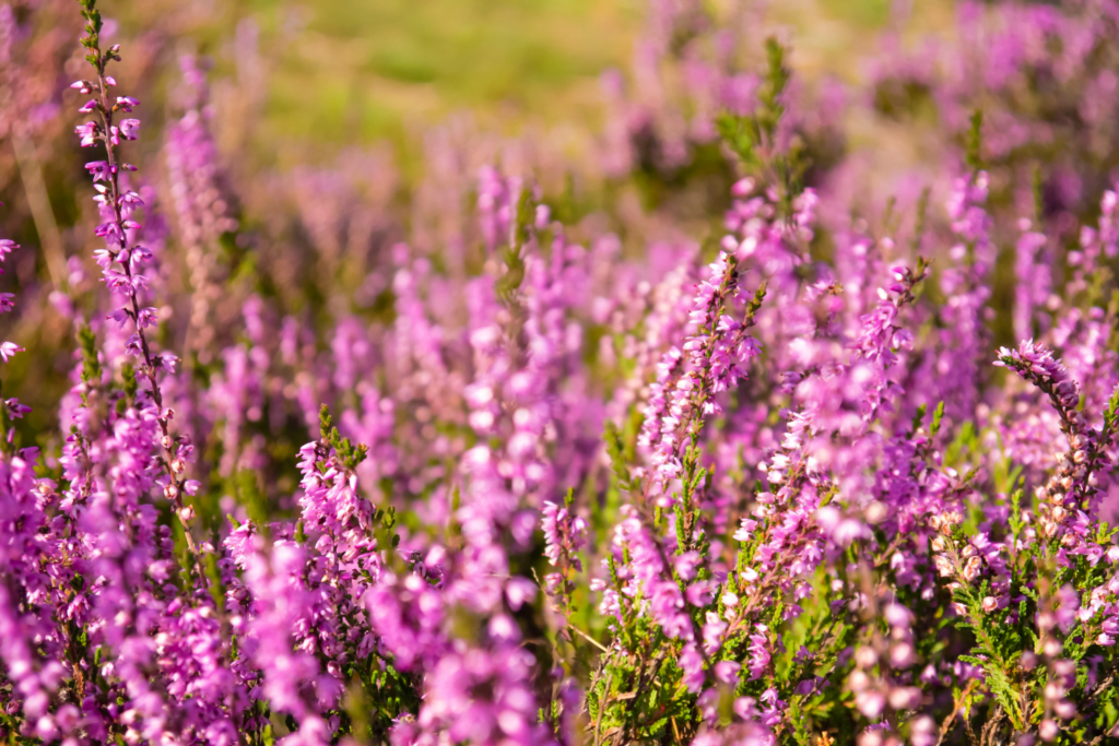 bruyere-caracteristiques