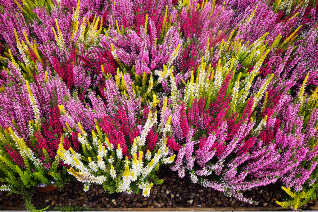 bruyere-gemmotherapie