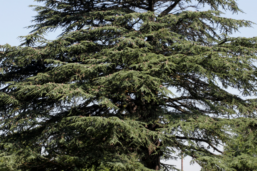 cedre-du-liban-utilisations