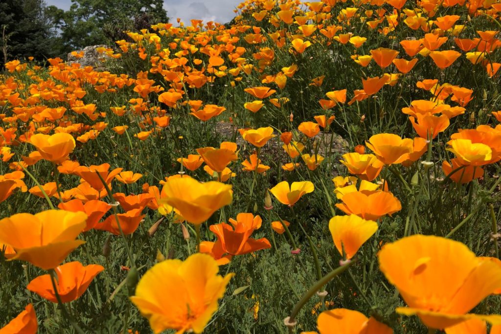 coquelicot-de-californie-caracteristiques