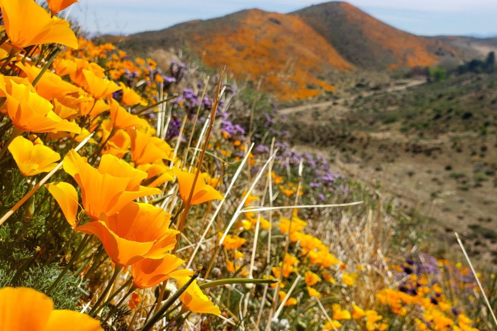 coquelicot-de-californie-utilisations