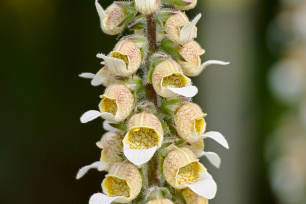 digitale-laineuse-phytotherapie