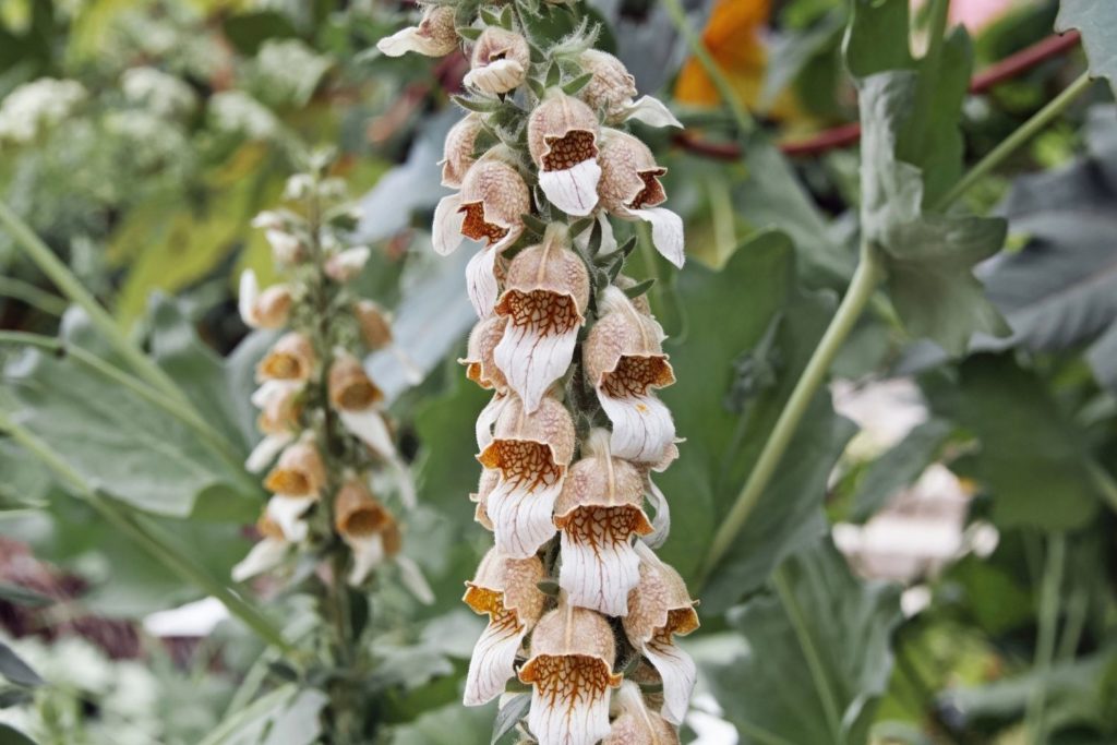 digitale-laineuse-utilisations