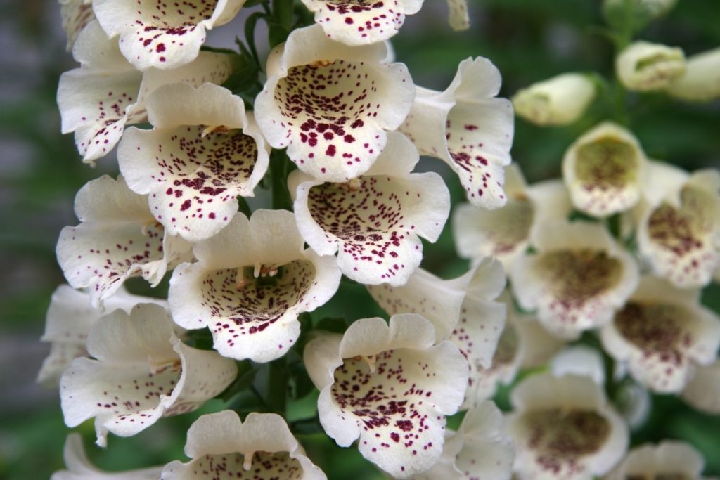 digitale-pourpree-phytotherapie