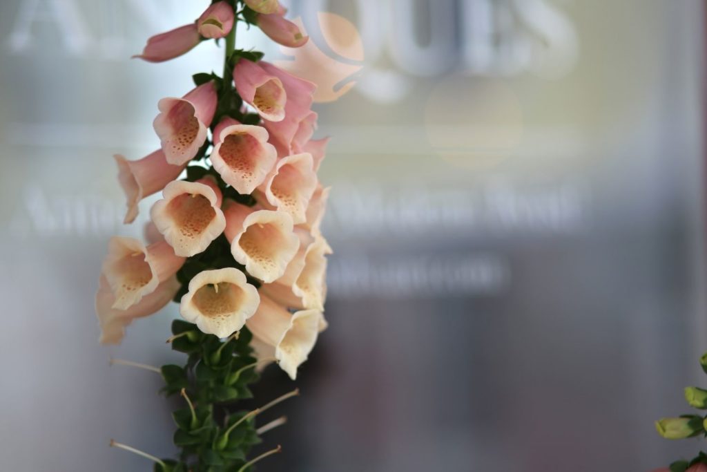 digitale-pourpree-utilisations