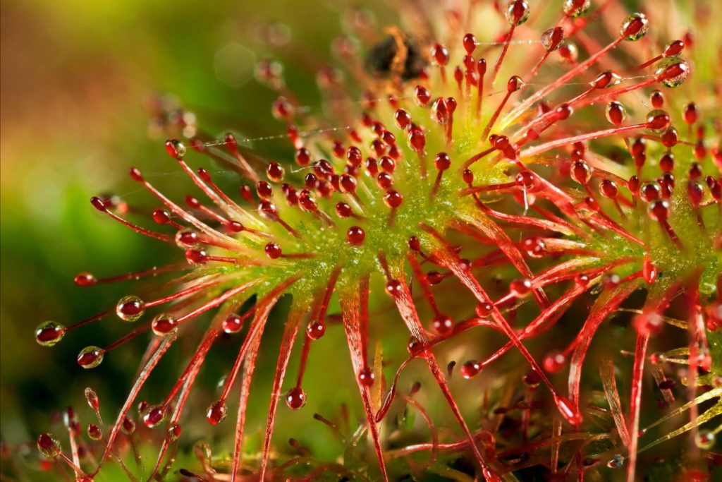 drosera-caracteristiques