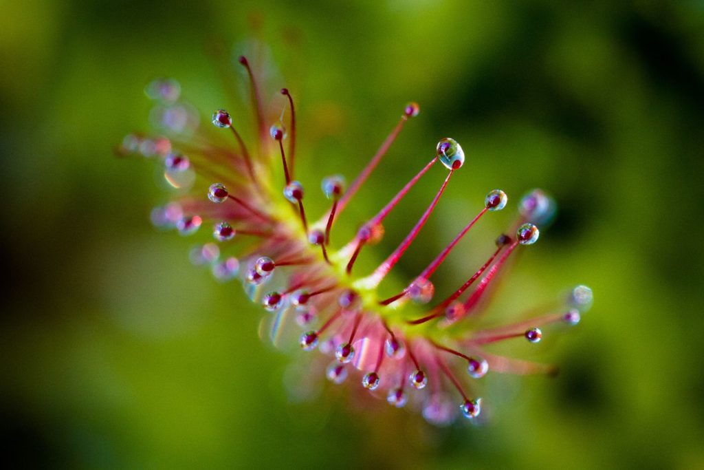 drosera-utilisations