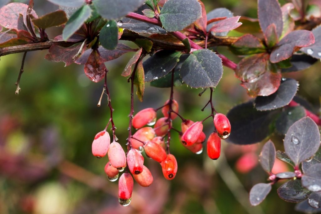 epine-vinette-caracteristiques