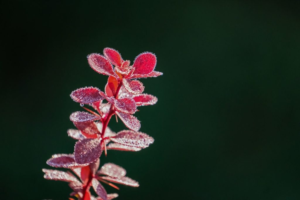 epine-vinette-proprietes1