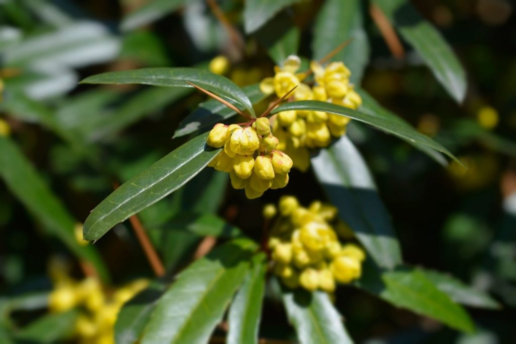 epine-vinette-utilisations