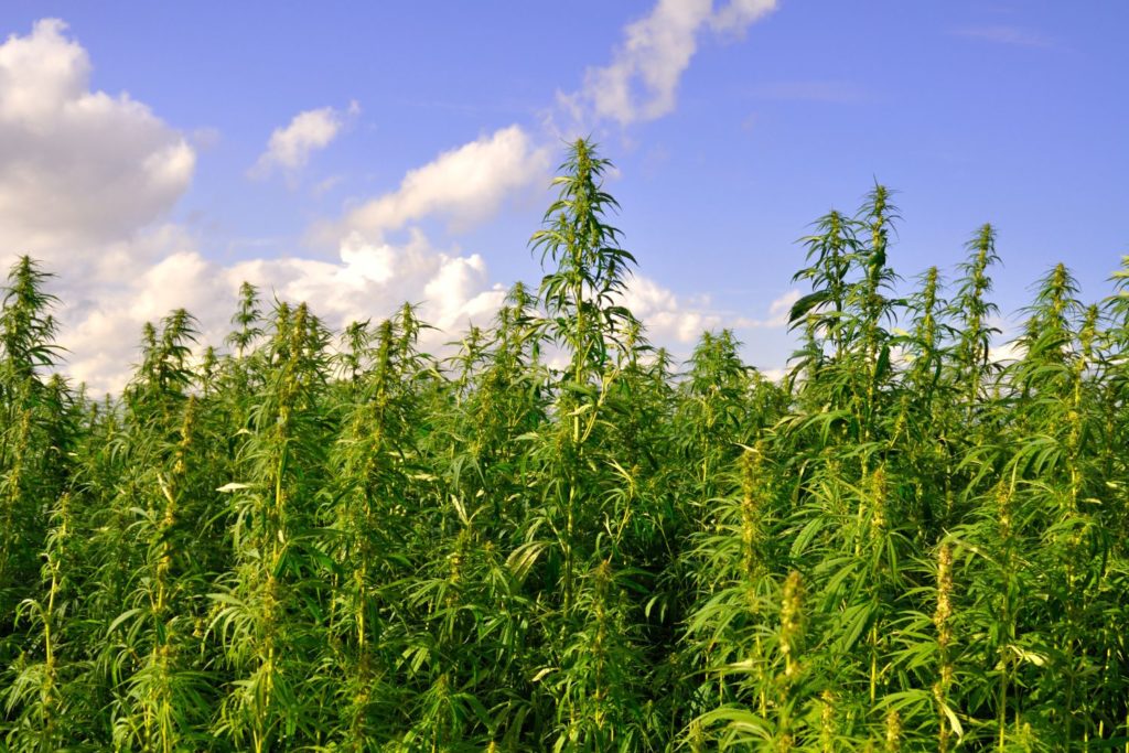 eupatoire-phytotherapie