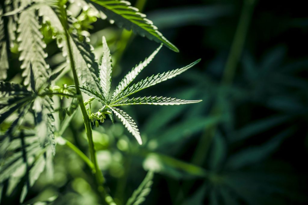 eupatoire-utilisations