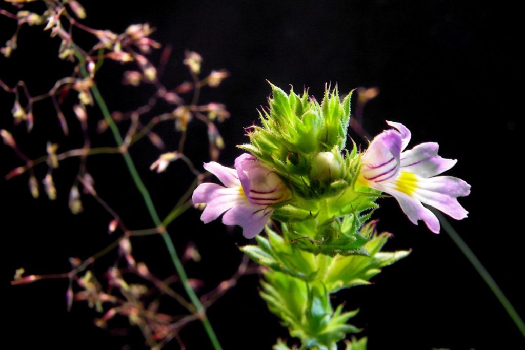 euphraise-phytotherapie