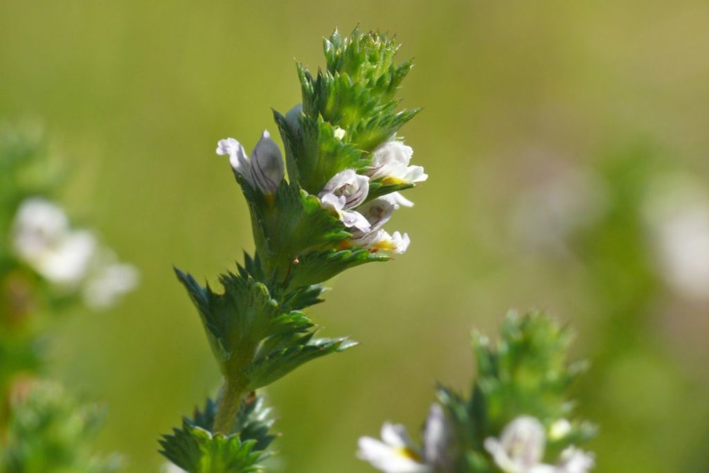 euphraise-proprietes