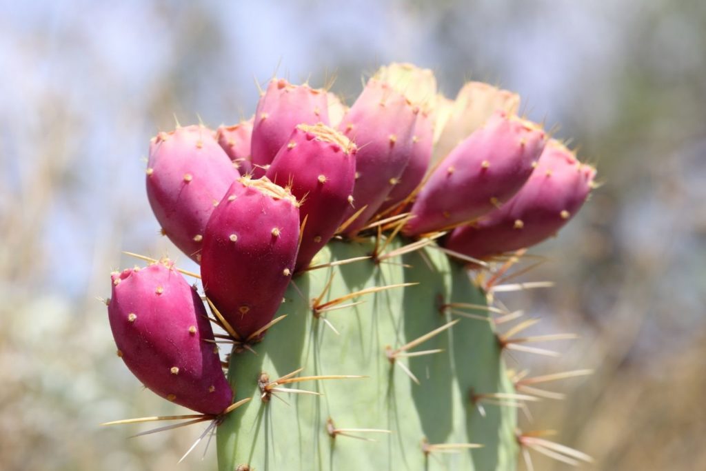 figuier-de-barbarie-phytotherapie