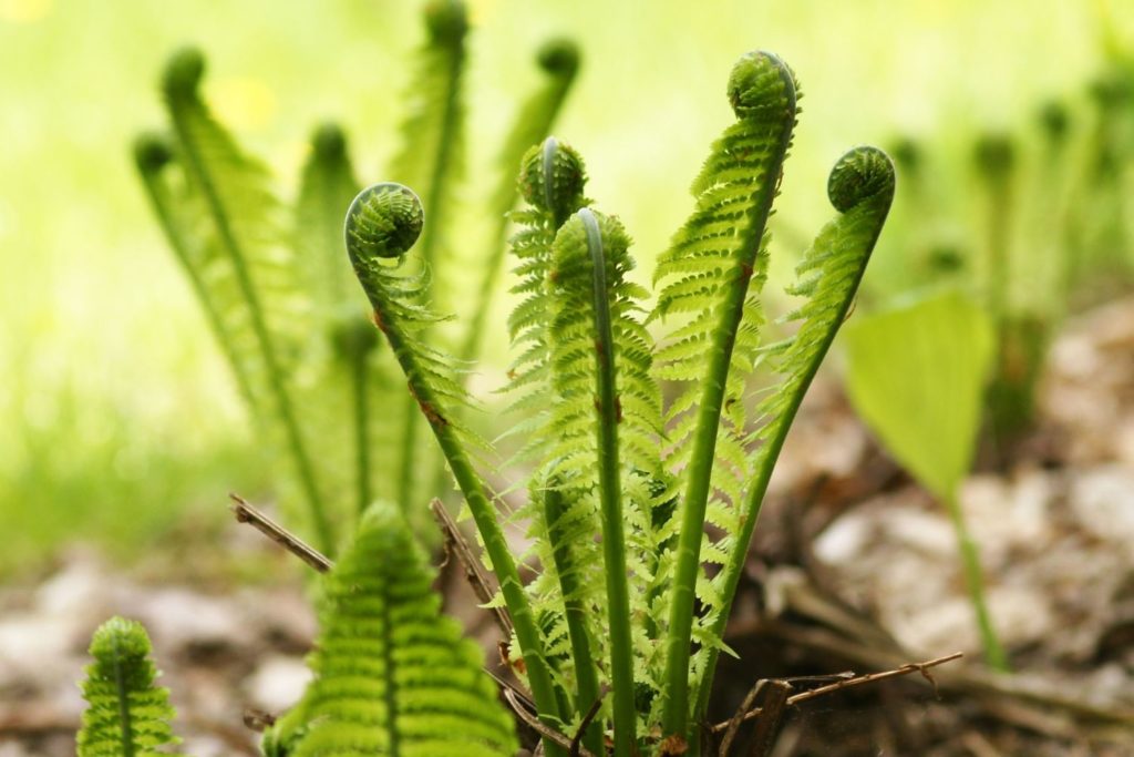 fougere-male-caracteristiques