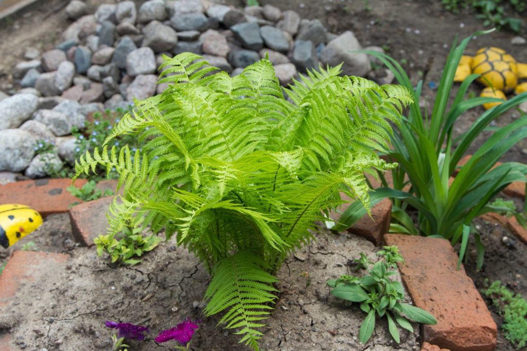 fougere-male-phytotherapie