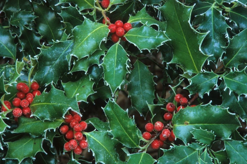 fragon-epineux-proprietes1