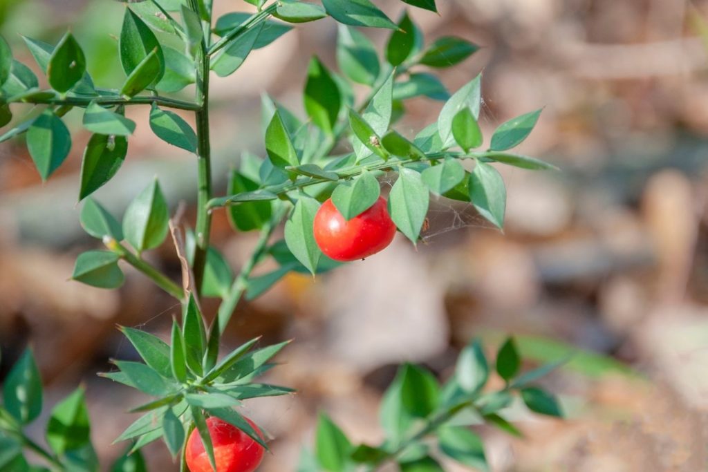 fragon-epineux-utilisations