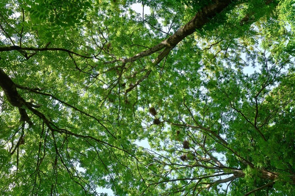 frene-eleve-phytotherapie