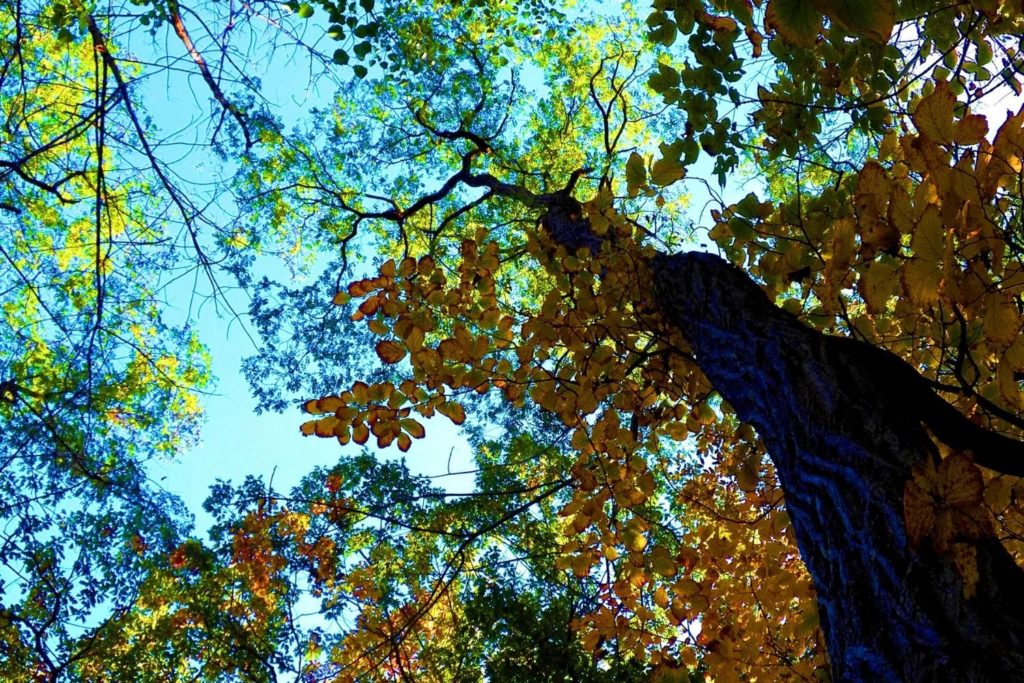 frene-eleve-utilisations