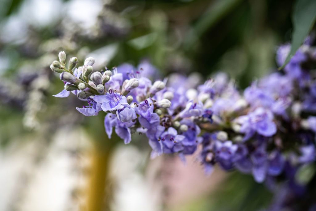 gattilier-proprietes1