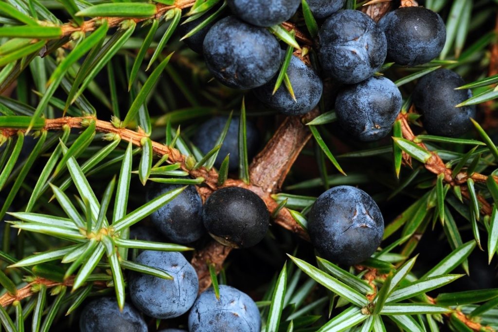 genievre-caracteristiques