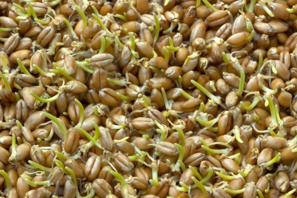 Germe de blé Caractéristiques, Utilisations et Bienfaits Phytothérapie France Minéraux