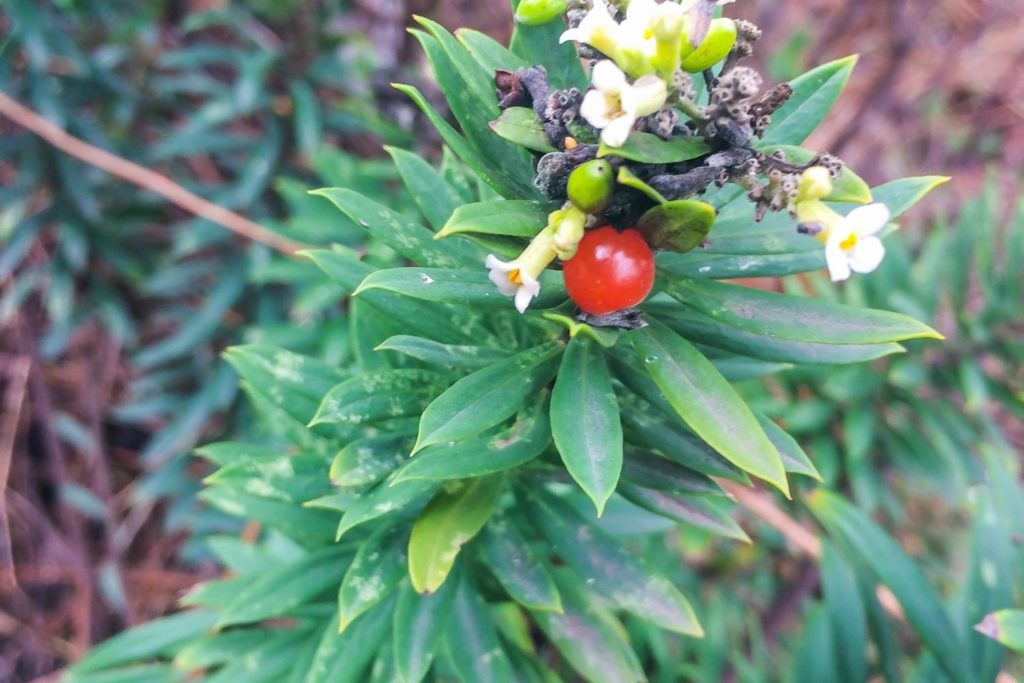 gesse-a-feuilles-de-lin-phytotherapie