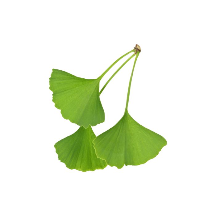 gingko-biloba