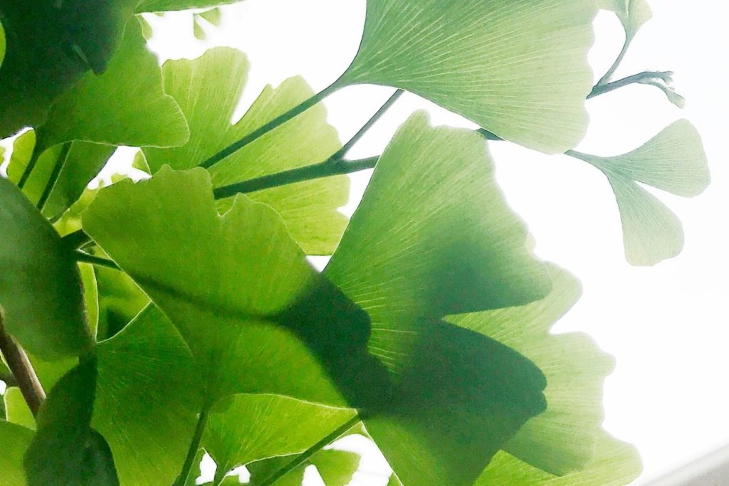 ginkgo-biloba-caracteristiques