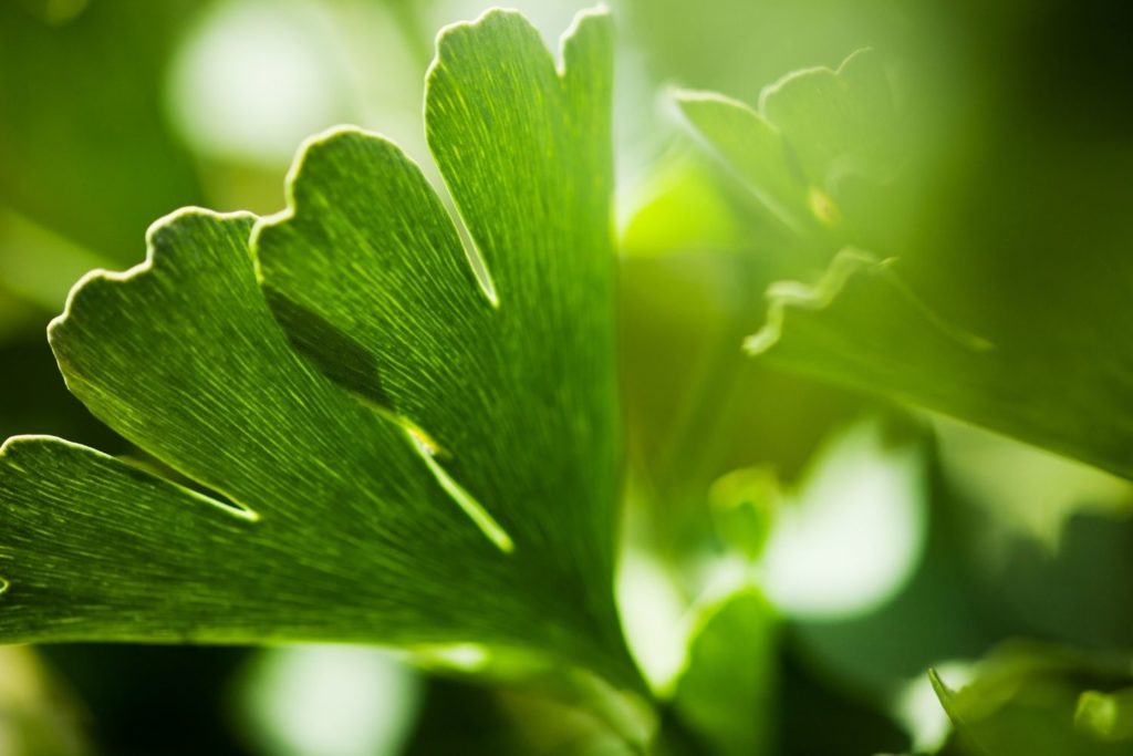 ginkgo-biloba-phytotherapie