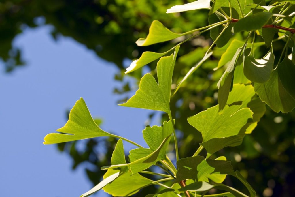 ginkgo-biloba-proprietes