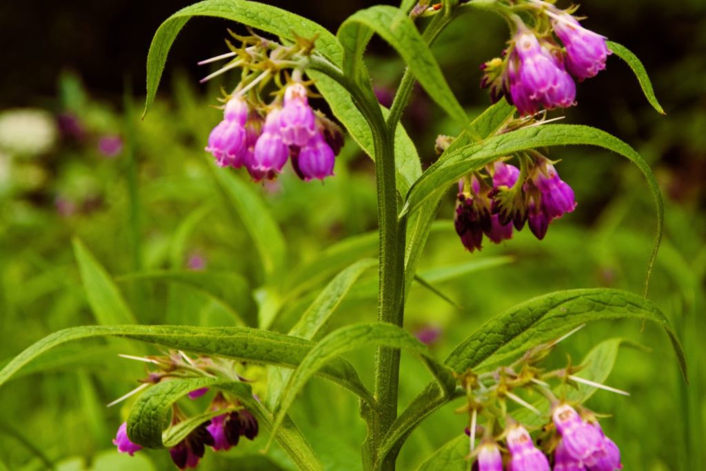 grande-consoude-caracteristiques