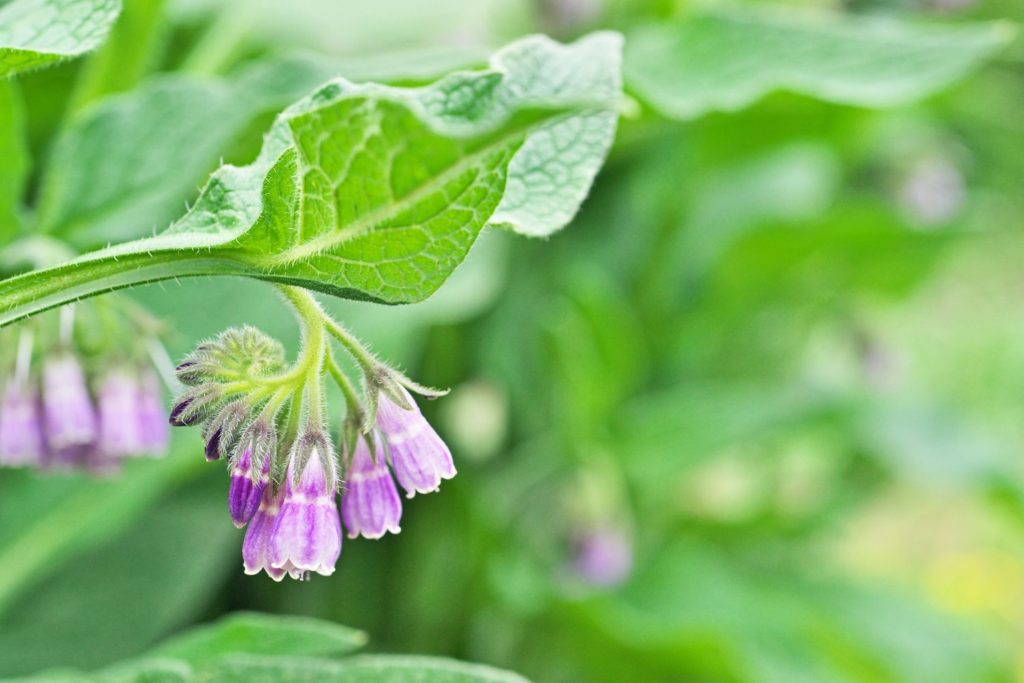 grande-consoude-utilisations