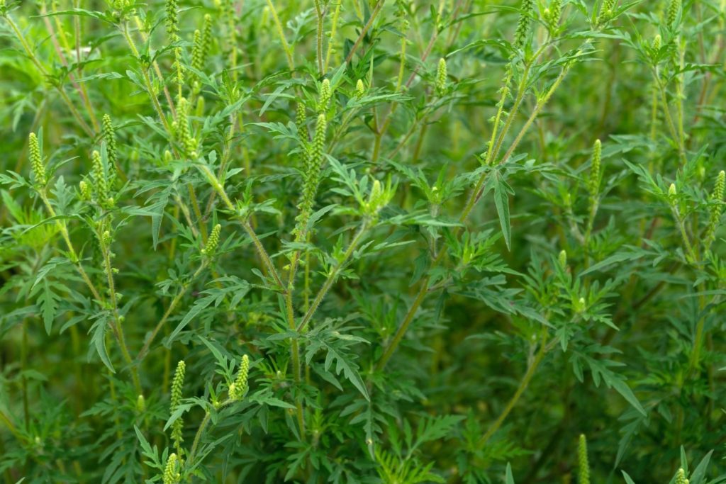 grande-herbe-a-poux-caracteristiques