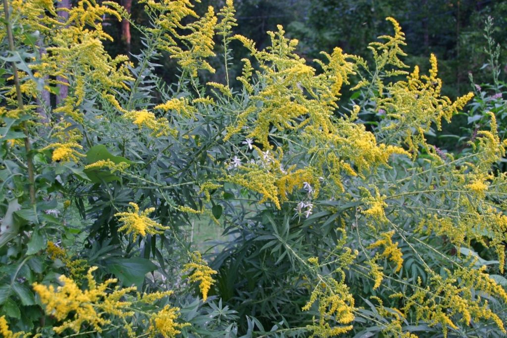 grande-herbe-a-poux-phytotherapie