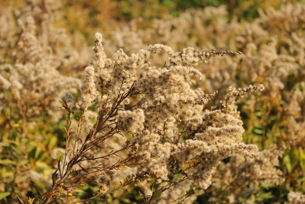 grande-herbe-a-poux-proprietes1