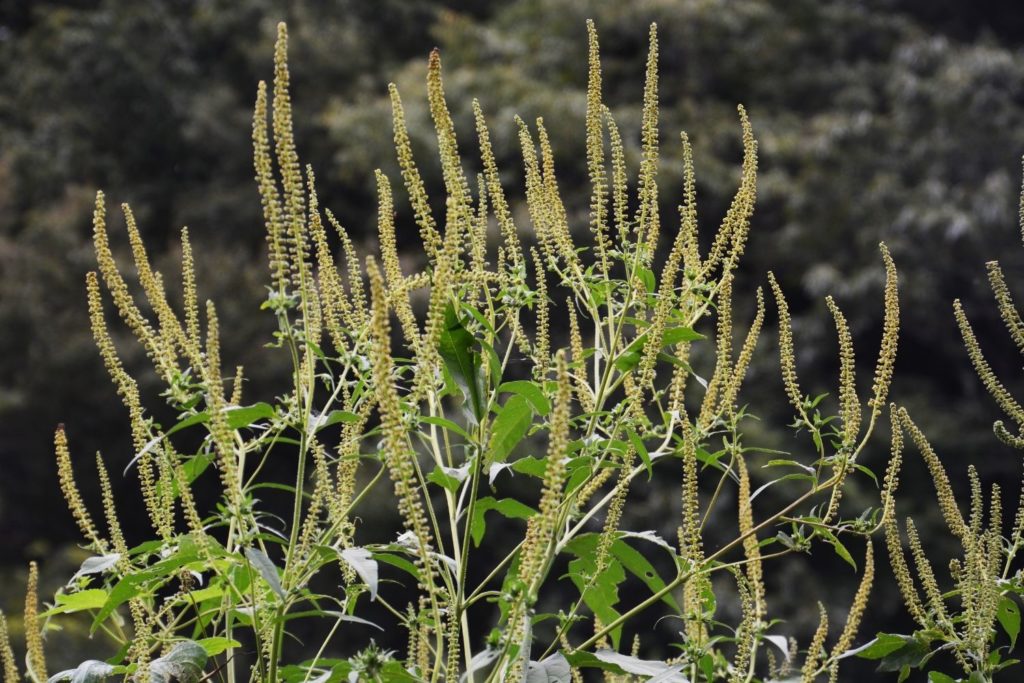 grande-herbe-a-poux-utilisations