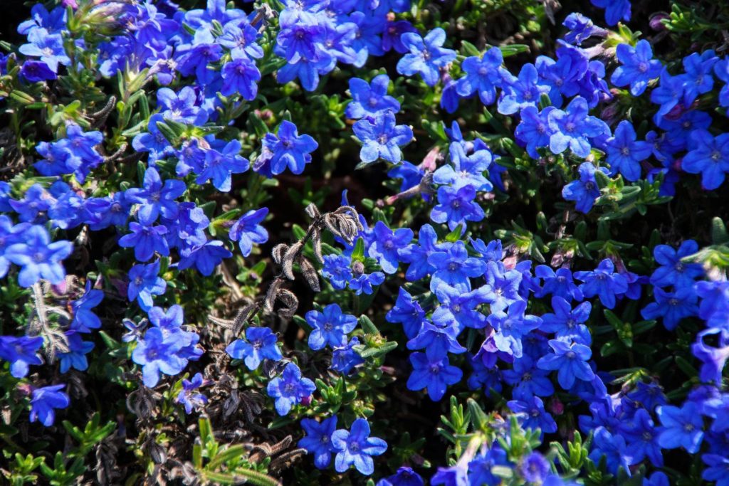 gremil-caracteristiques