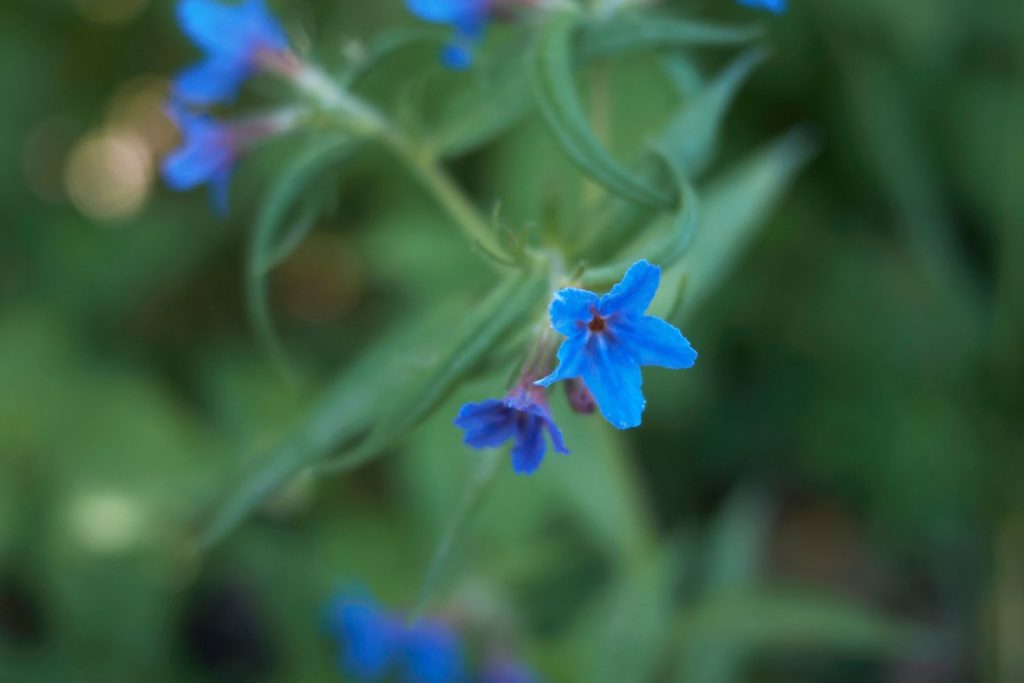 gremil-phytotherapie