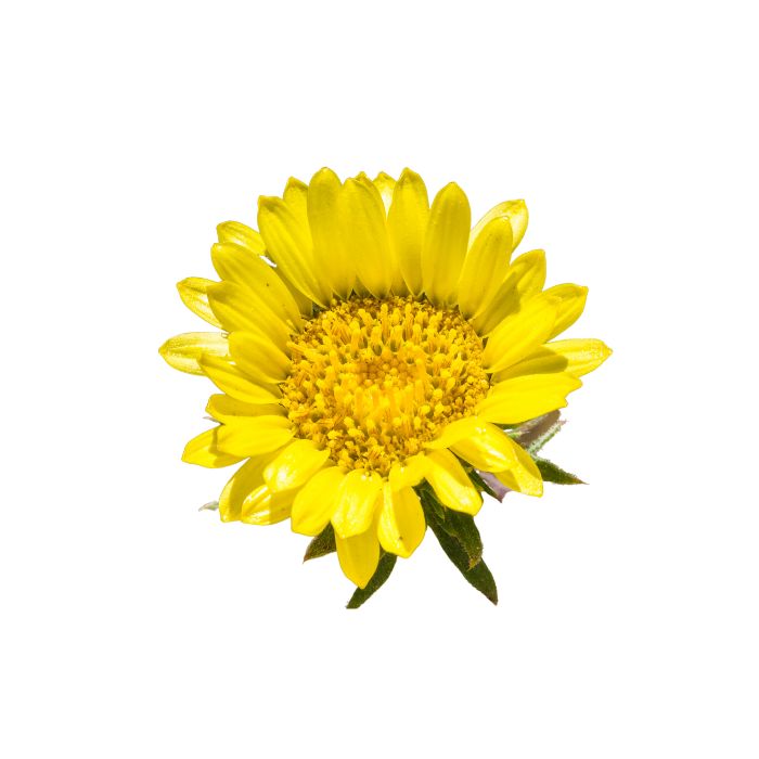 grindelia