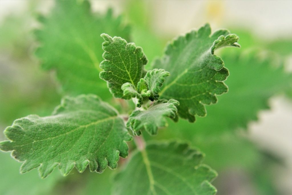 guggule-caracteristiques