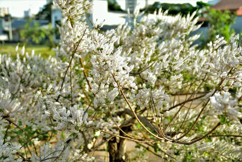 guggule-utilisations